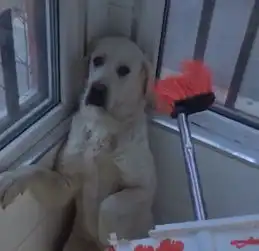 金毛犯错后被主人质问,这个表情和眼神真的让人哭笑不得
