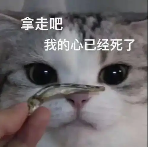 盯盯盯盯盯盯丨第156期喵表情
