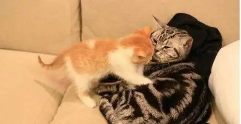 灰猫不爽小橘加入表情超冷淡,但自从小橘热情对它后立刻开手抱抱
