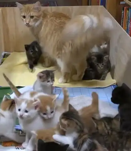 橘猫妈妈生了14个小猫崽喂奶时表情亮了感觉身体被掏空
