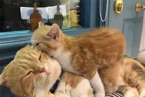 橘猫离家出走半年,回来时带着一只小橘猫,主人孩子判给你了
