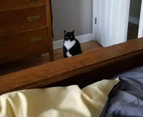 主人当着猫咪面破坏猫薄荷,猫咪死死盯着它,随后的表情亮了
