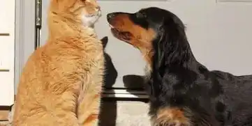 狗狗想要亲橘猫被拒绝,为了缓解尴尬,秒变直男摆出冷酷表情
