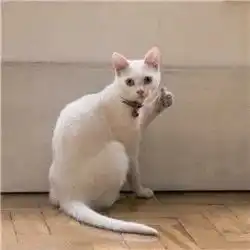 表情包我们一起学猫叫一起喵喵喵
