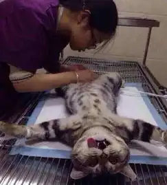 带猫去做绝育手术,猫在手术台上的表情让人此生..
