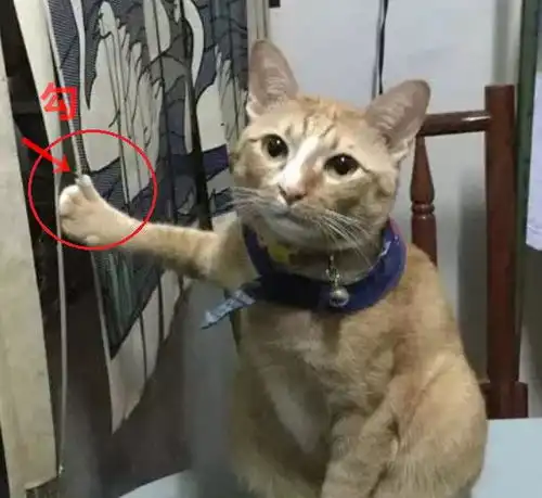 橘猫一只手扶着墙,姿势怪异,走近一看笑喷了
