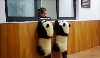 萌翻人的宠物与可怜的动物,命大不同啊
