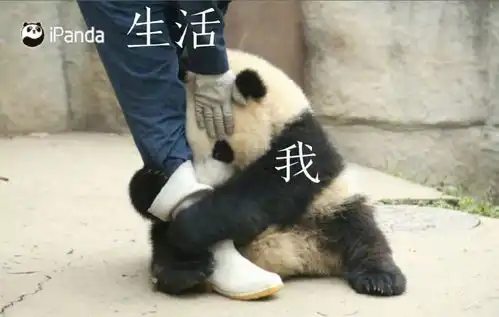 天啊太萌了为什么这么萌我为什么没有熊猫

