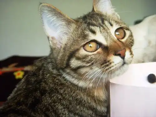 闹猫时是公猫相互撕咬吗闹猫时公猫会打架吗
