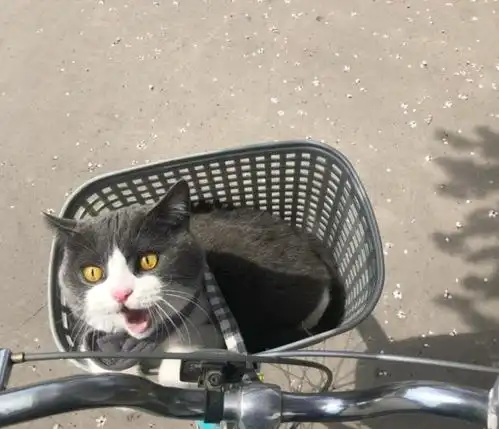 橘猫第一次坐车,吓出表情包,橘猫吓死俺了,要两个肉罐头安慰
