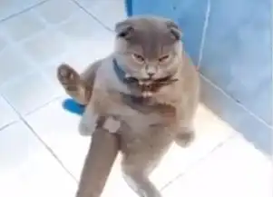 猫咪得知自己被绝育后,一脸惊慌的表情,然后盯着铲屎官
