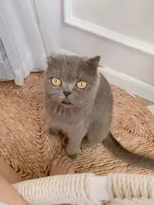 主人问猫为什么把小猫宝宝叼到洗衣机里,结果它这表情,笑屎了
