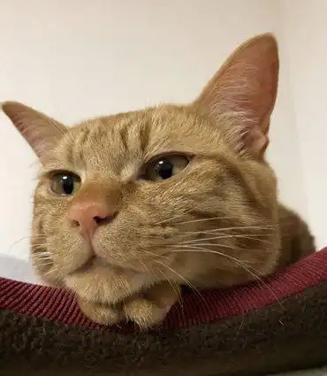 橘猫妈妈生完宝宝后,一度得了产后抑郁症,这个表情让主人心疼
