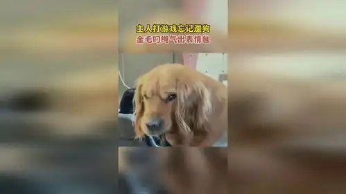 主人打游戏忘记遛狗,金毛叼绳气出表情包
