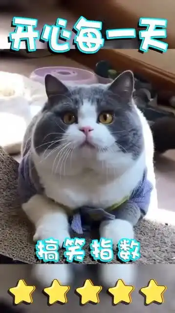 猫咪这个表情,是什么意思

