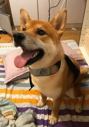 柴犬半夜起来活动,蹲在阳台盯着主人,一不小心把主人吓到了
