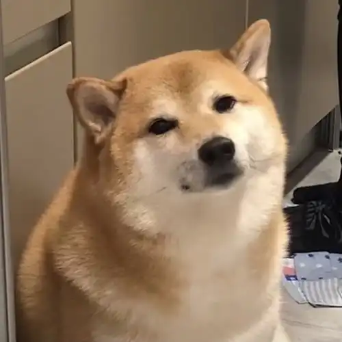 cheems本尊的一些头像自截
