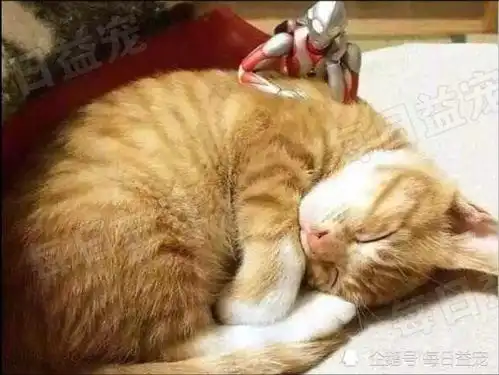 上辈子拯救了喵星居然遇到一只爱粘人的橘猫,朋友出价5万要买
