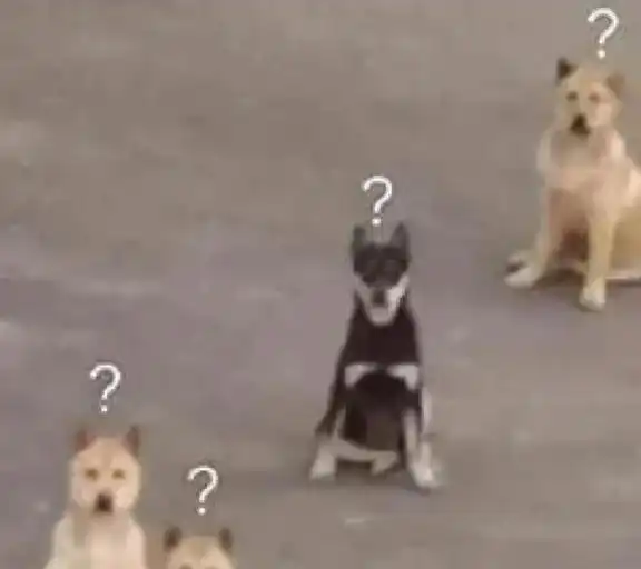 为了减轻功勋犬的痛苦,务必要一次性把它炸死
