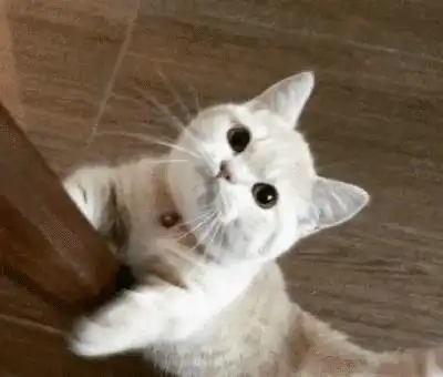 猫咪把你当妈妈了,会有这8个举动,别不知道
