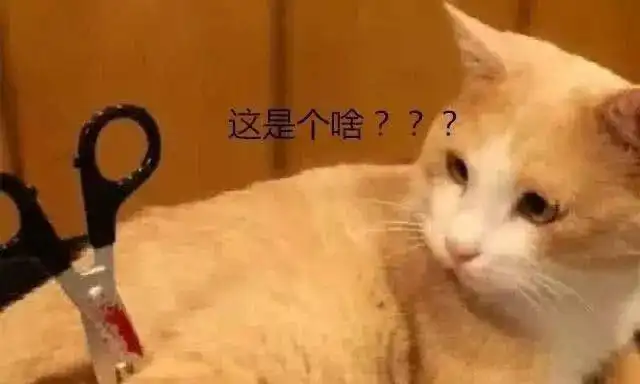 橘猫身上插一把剪刀,女孩当场心痛,仔细观察后,男友阵亡
