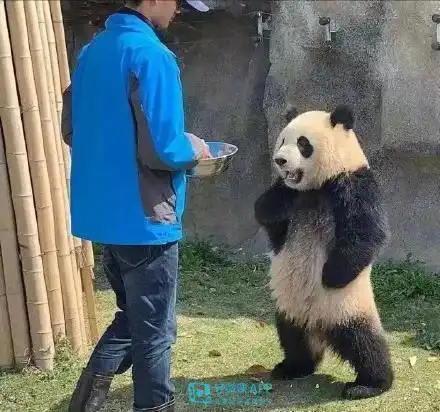 插画手绘动物如何学习插画动物详细技法
