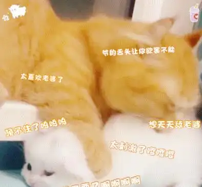 喵喵喵表情包用最萌的颜说出最狠的话
