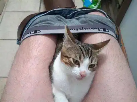 原来,如果猫在你脚边喵喵叫,还抬起头望着你,那就是...
