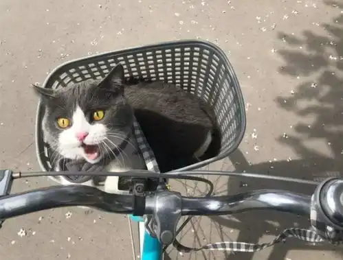 表情第一次带橘猫坐车,本以为猫咪会开心,结果刚上车就吓出了表情包表情
