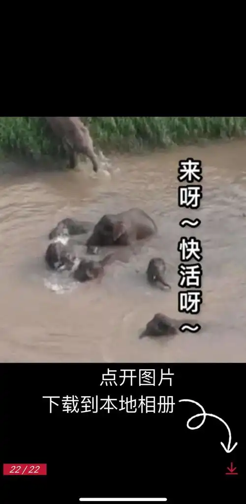 大象表情包上线你能认出哪些出自玉溪吗
