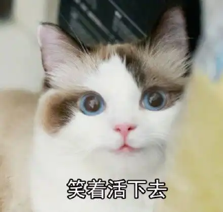 每日吸猫净化灵魂
