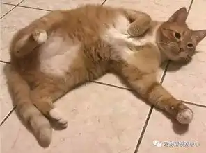 怕又被再丢掉橘猫到了新家,眼睛一秒都不敢离开主人
