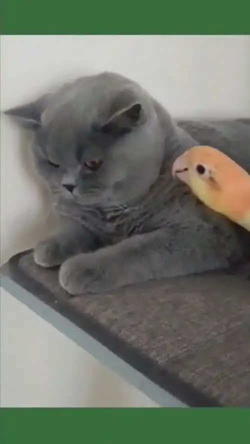 猫信不信我吃了你啊
