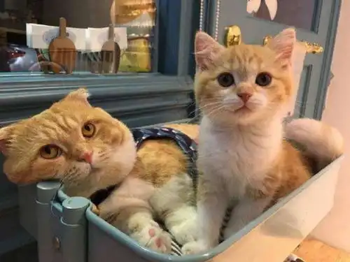 什么猫粮给橘猫的补血效果,对比的话,是比较好的
