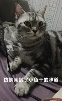 云吸猫七初的表情包和表情包还有表情包
