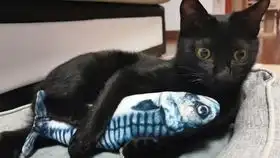 企图用田园猫复刻黑猫emoji表情
