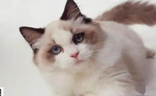 养猫需要考虑的5件事,一定要考虑好了再决定
