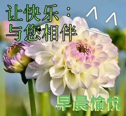 早上好微信问候语大全朋友早安表情包大全
