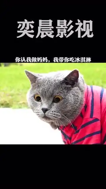 你认我做妈妈,我带你吃冰淇淋说不出你可能不信,我今天被一只猫治愈了
