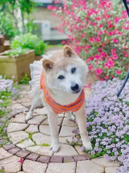 悲报狗头表情包的那只19岁柴犬去世,狗狗币当天跌幅6
