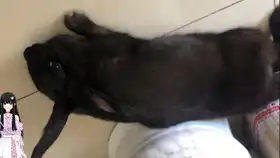 第一次坐车的小橘猫,表情太可爱了吧

