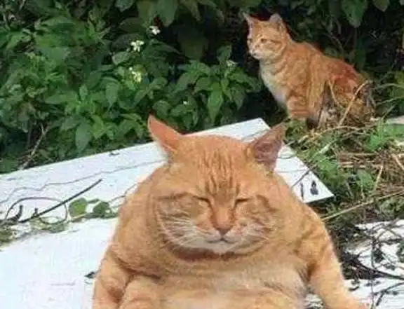 停车场有一只橘猫,每天凶巴巴地盯着路人别耍花招,这片归我管
