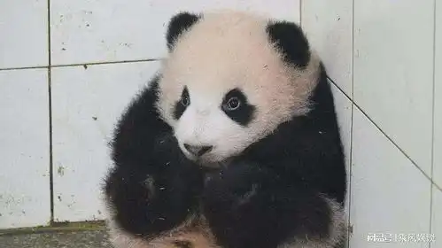 大熊猫胖大海我是男孩子,不能因为我太萌就怀疑性别呀
