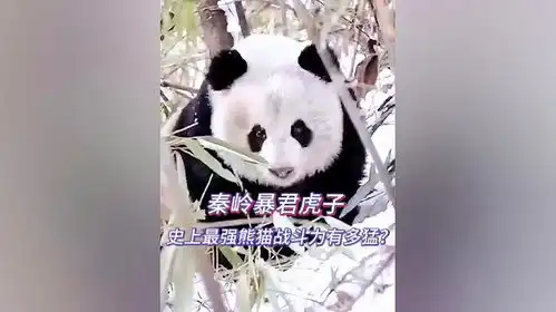 史上最强大熊猫战斗力有多猛爆揍金钱豹弄死豺狼
