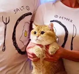 猫咪怕生怎么办内含视频
