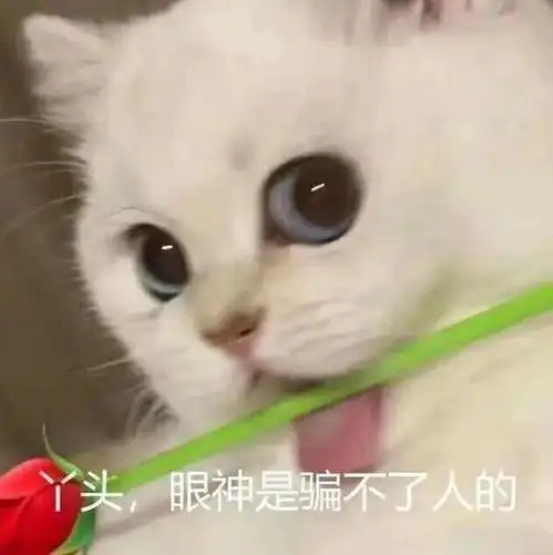 喵喵喵喵喵可爱猫猫表情包
