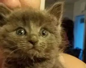 小猫大胆去偷小伙钓的鱼,可鱼没偷着,却把自己赔给小伙
