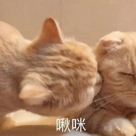 高频率使用的猫咪表情包第一期
