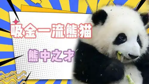 绝不能送出国的五只大熊猫,每个都是显眼包,古灵精怪好搞笑
