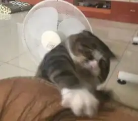 猫咪不慎从沙发跌落,拼命挣扎表情百变
